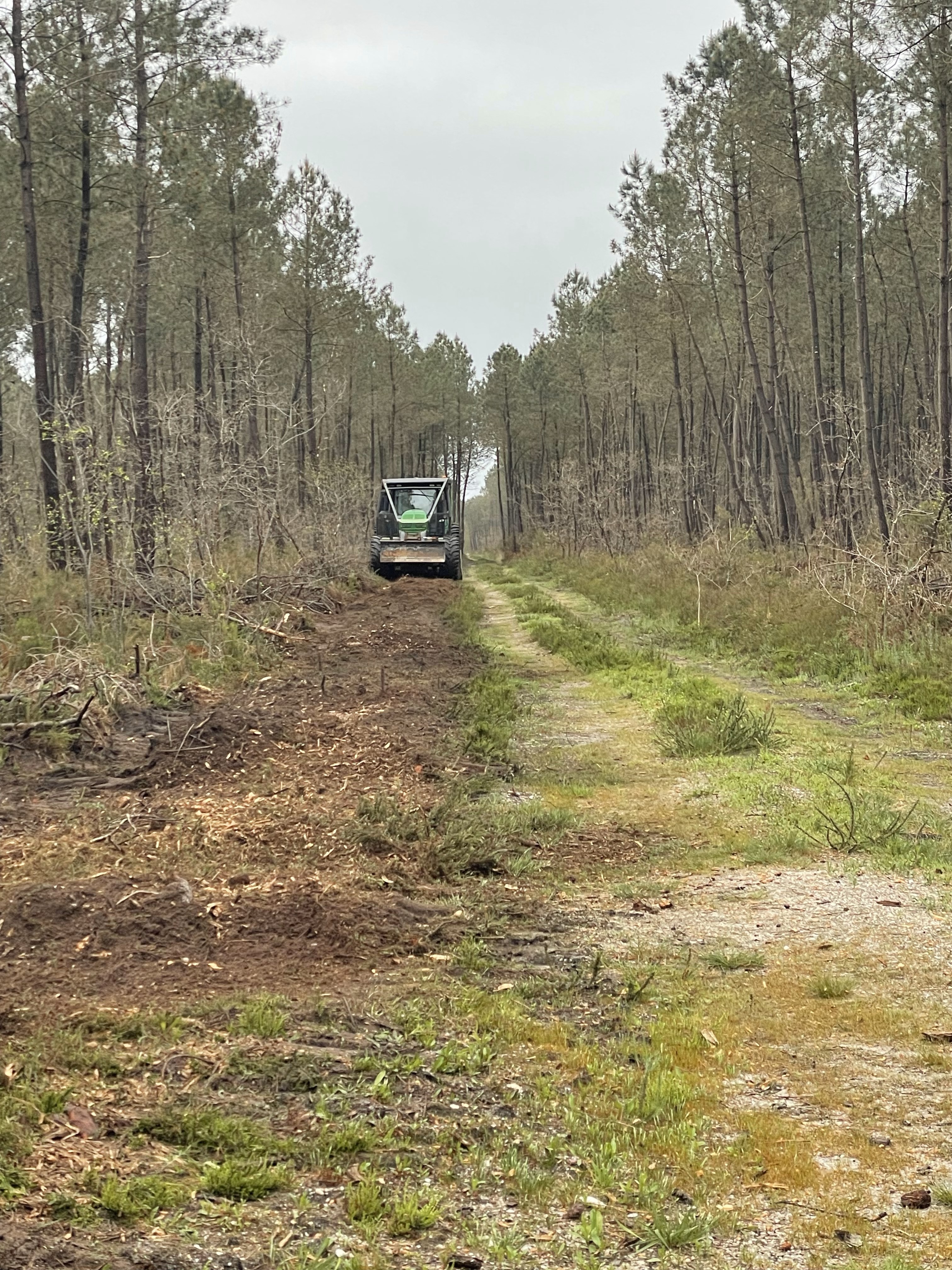 Broyeur forestier de la SARL BERGER en intervention dans une parcelle de pins en Charente-Maritime